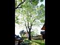 문산리 회화나무 정면 썸네일 이미지