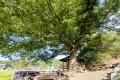 무등리 보호수 느티나무 전경 썸네일 이미지