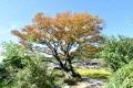 한정리 느티나무 전경 썸네일 이미지