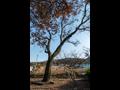 현풍읍 대리 회화나무 전경 썸네일 이미지