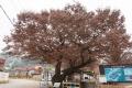 노이리 느티나무(1) 전경 썸네일 이미지