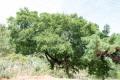 오리 보호수 팽나무 전경 썸네일 이미지