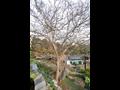 대리 배롱나무 전경 썸네일 이미지