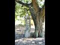 한정리 원산마을성황목 미륵불 썸네일 이미지