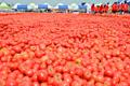 달성 토마토 축제를 위한 토마토 썸네일 이미지