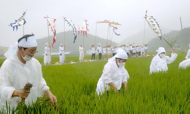 서창만드리에는 풍년을 기원하는 농부의 마음이 있다 썸네일 이미지